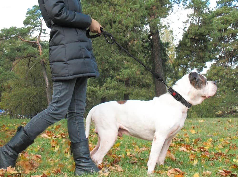 Hundeleine, Laufelastizität, freihändige Haustierprodukte, Hundegeschirr, Halsband, Joggingleine und verstellbares Taillenseil, Welpenleine, Trainingsleine, gepolsterter Griff, reflektierend