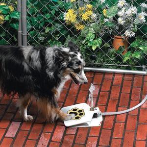 Wasserbrunnen für Hunde im Freien 